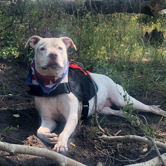 Dog Pack - Picture 2 of 14